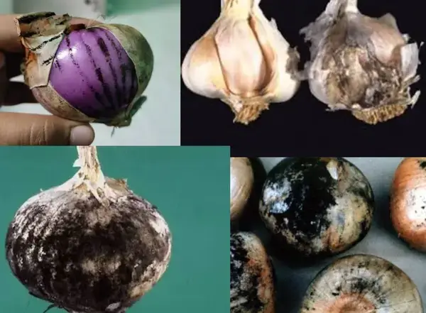 পত্রিকা