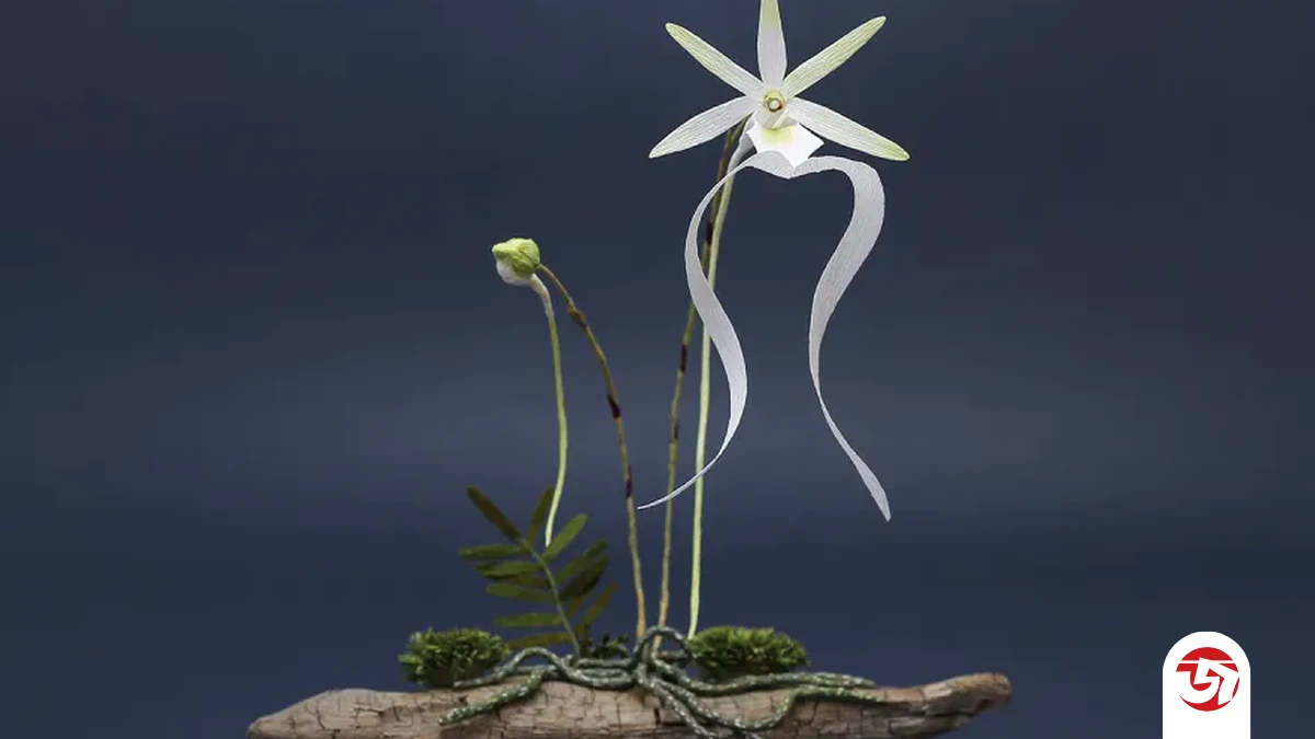 অরণ্যের এক অদৃশ্য আত্মা! কেন বিজ্ঞানীরাও এই অর্কিডকে খুঁজে পেতে হিমশিম খান?