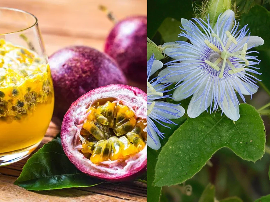 ব্রাজিলের প্যাশন ফ্রুট: সুগন্ধি, স্বাদ ও সুস্থতার এক অনন্য সংমিশ্রণ!