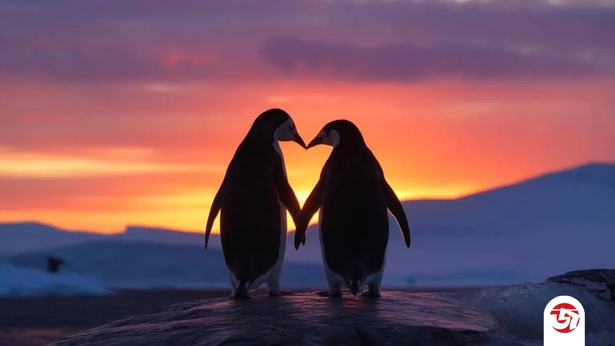 বিচ্ছেদের বালাই নেই, এক সঙ্গীতেই জীবন পার! পেঙ্গুইনের অদ্ভুত প্রেমের গল্প