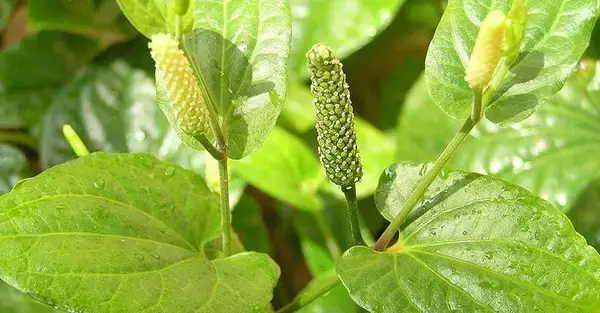 পত্রিকা