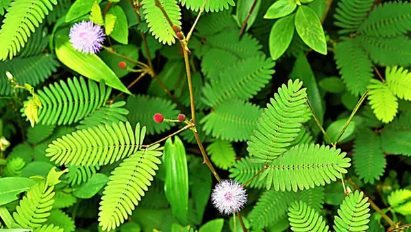 পত্রিকা
