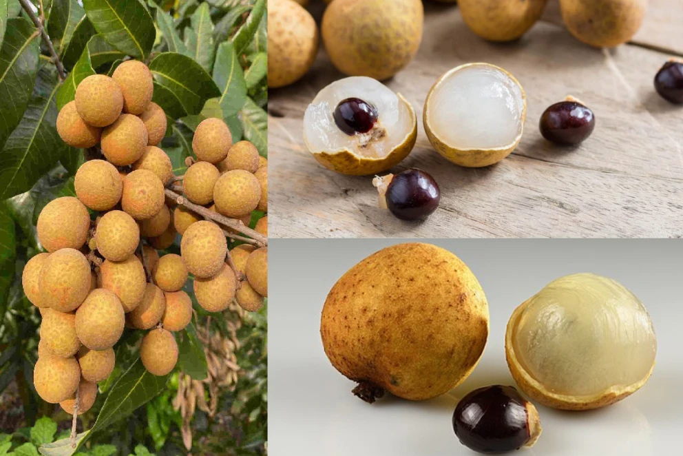 পত্রিকা