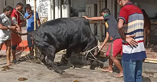 কুরবানির দিন কখন শুরু ও শেষ হয়: সময় নির্ধারণ ও ইসলামিক দিকনির্দেশনা