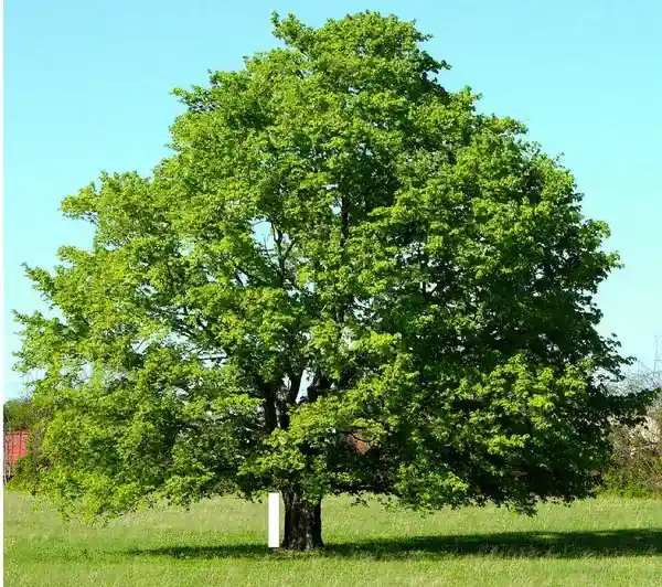 পত্রিকা