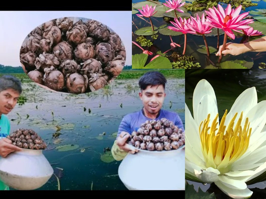 শতবর্ষের গ্রামের ভরসা শাপলার কন্দ: কেন এই কচি কন্দকে ডাক্তারও অবহেলা করতে পারেন না?