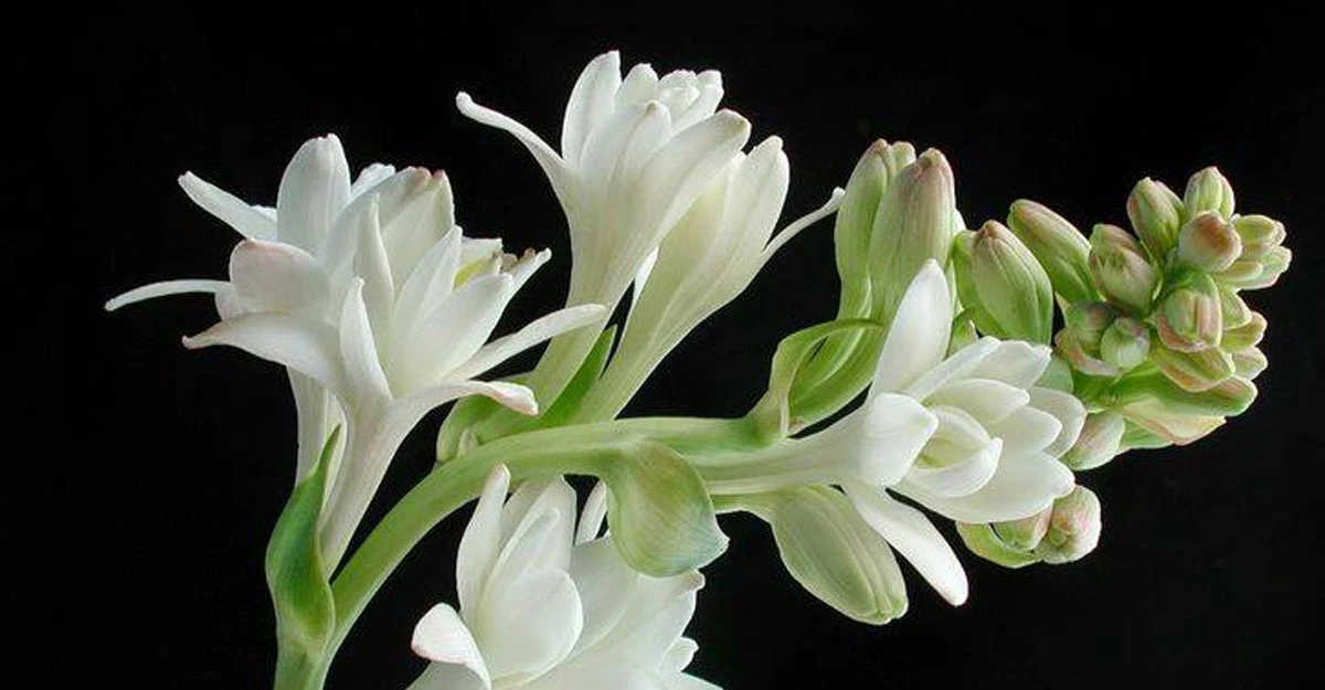 রজনীগন্ধা কি সত্যিই বাতাস পরিষ্কার করে?- বায়ু বিশুদ্ধের প্রাকৃতিক উপায়!