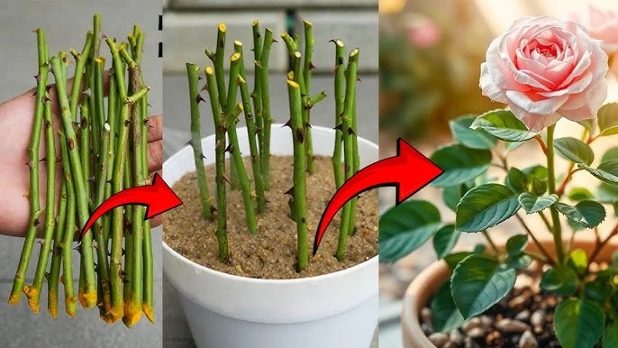 গোলাপ ফুলের কাটিং পানিতে রুট করানো, যত্ন ও গোলাপ গাছের বিস্তারিত পরিচর্যা