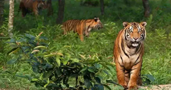 পত্রিকা