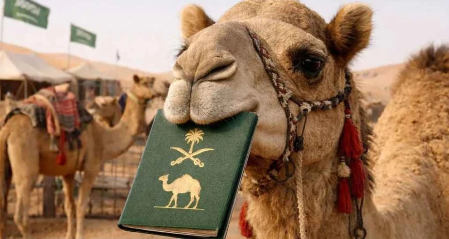 কেন লাখ লাখ উটকে পাসপোর্ট দিচ্ছে সৌদি সরকার ?