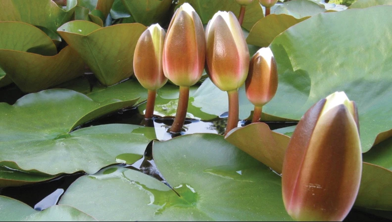 পত্রিকা