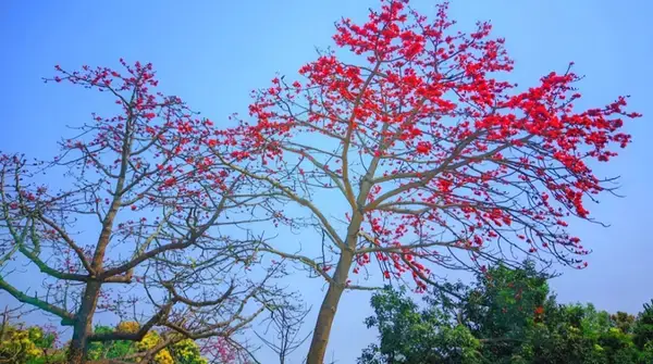 পত্রিকা