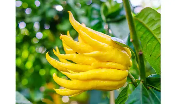 পত্রিকা