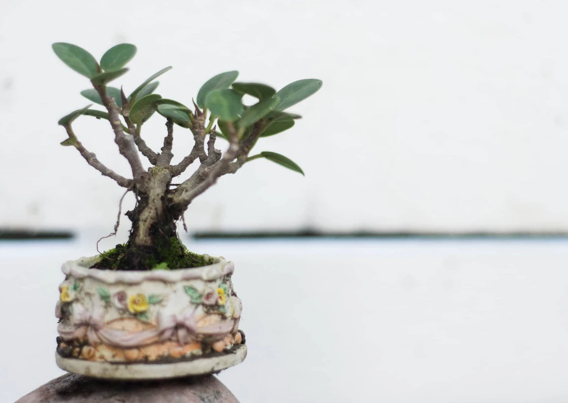 ধীরে বেড়ে ওঠা ফাইকাস বোনসাই,যে যত্নে তা জীবন্ত শিল্পকর্মে রূপ নেয়!