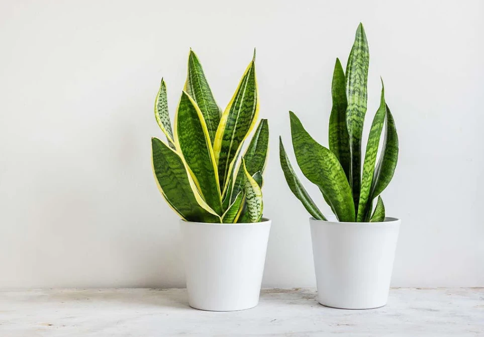 Snake Plant Survival 101: কম যত্নে, কম আলোতেও সুন্দর সবুজ রাখার সহজ পদ্ধতি !