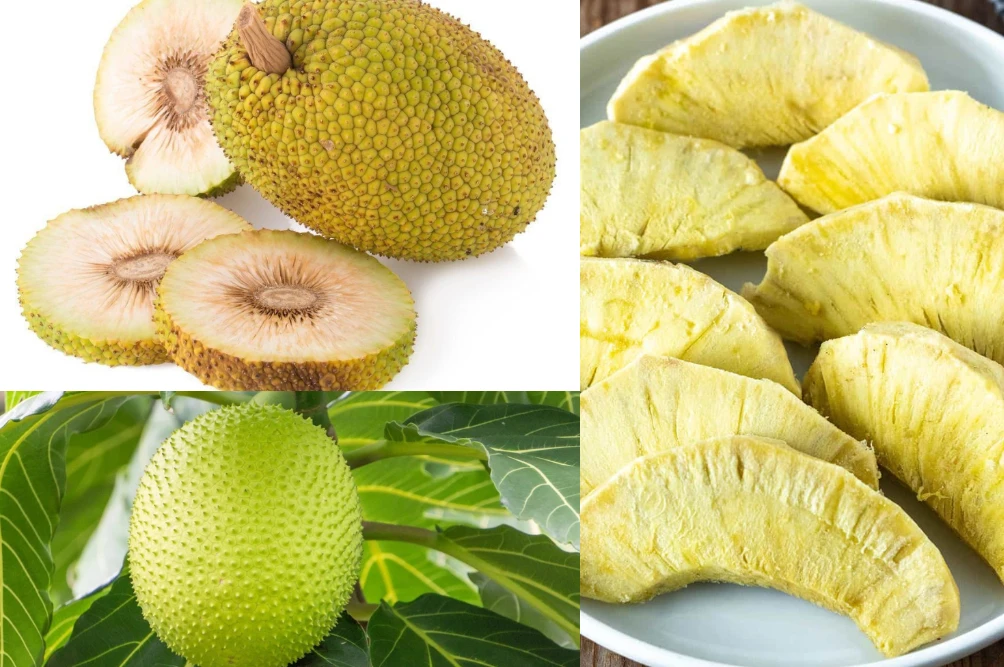 পত্রিকা
