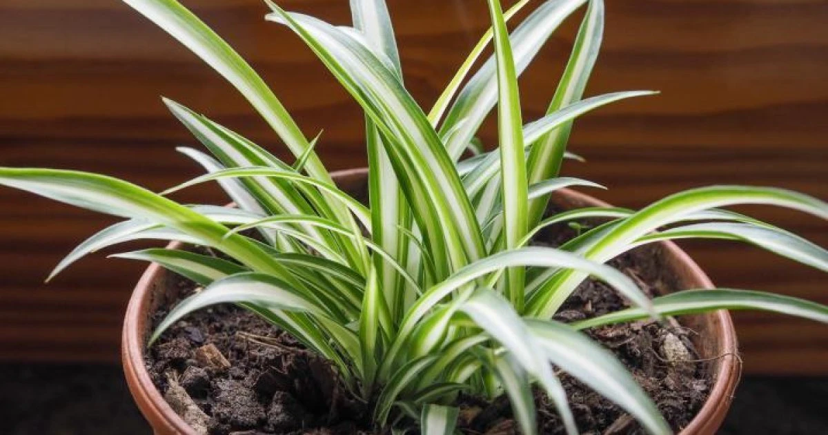 স্পাইডার প্ল্যান্ট বংশবিস্তারের সহজ ও নির্ভরযোগ্য উপায়