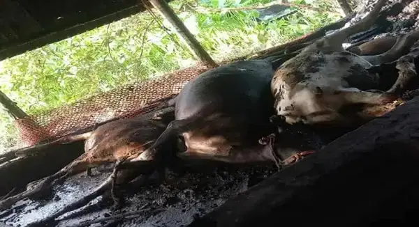 টাঙ্গাইলে মশার কয়েলের আগুনে কৃষকের ৪ গরু পুড়ে ছাই
