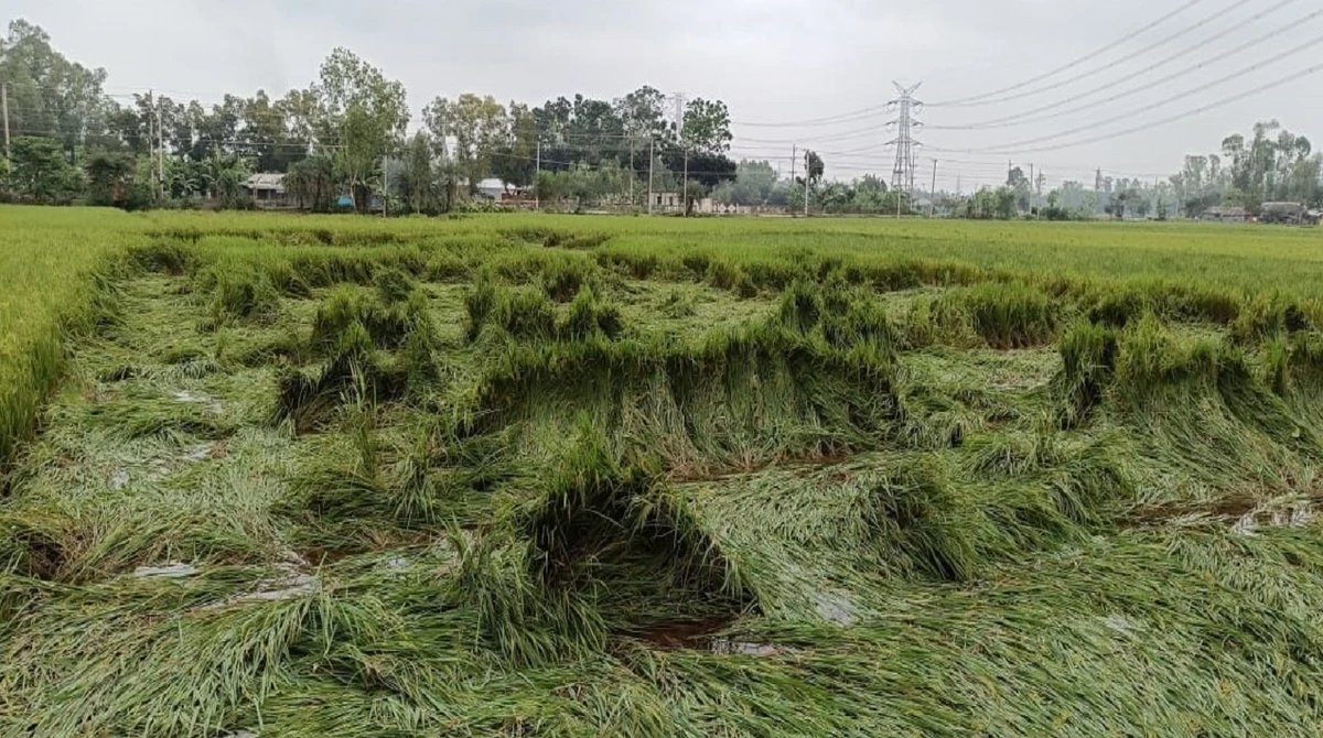 পত্রিকা