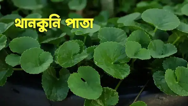 পত্রিকা