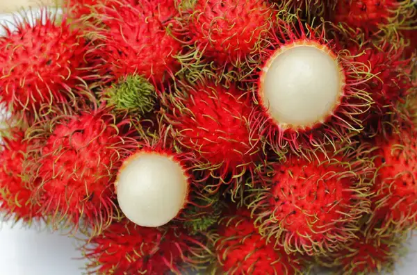 পত্রিকা