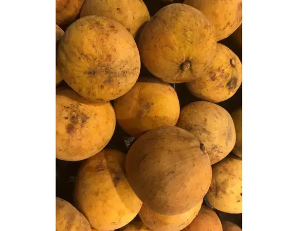 পত্রিকা