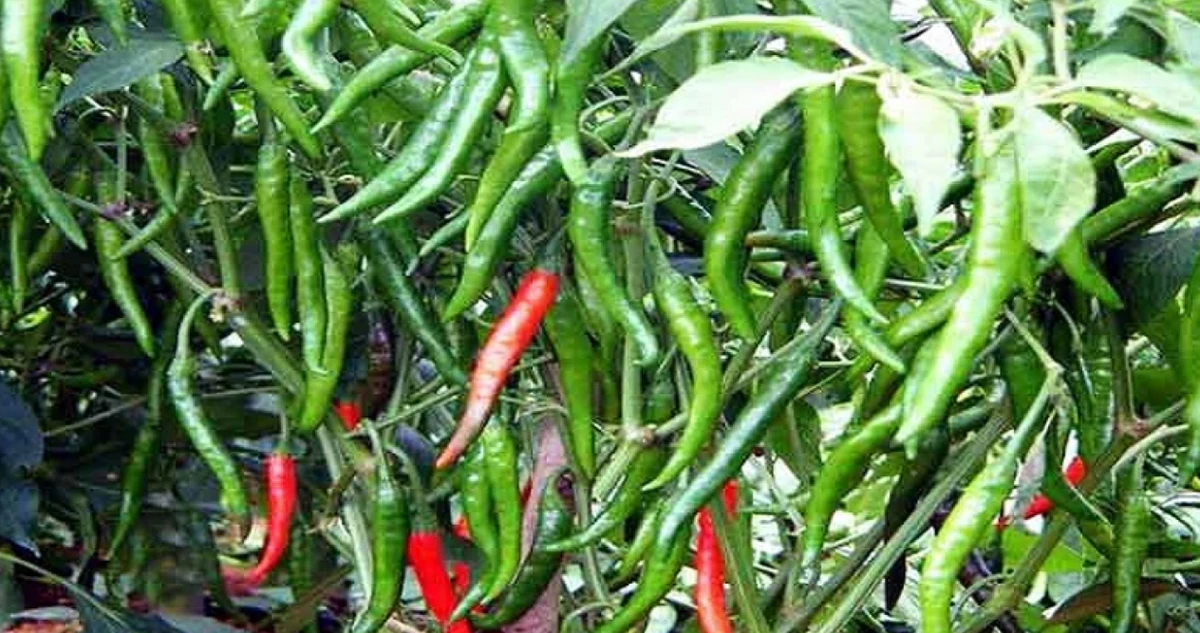 পত্রিকা