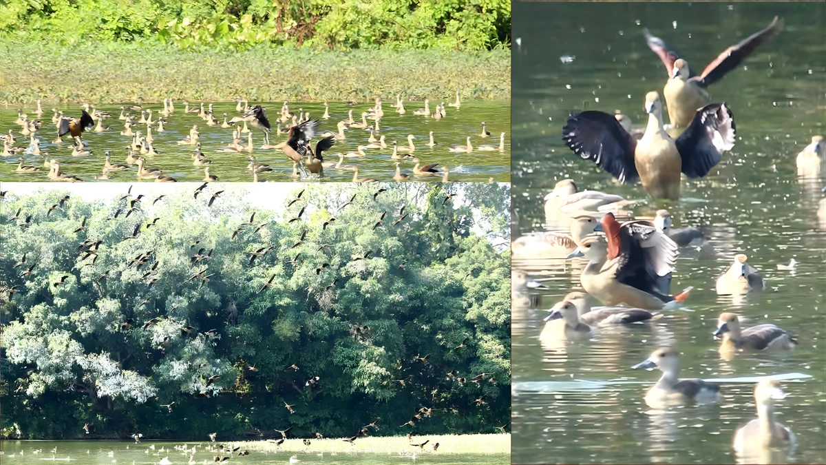 অতিথি পাখির কোলাহলে মুখর রাবি ক্যাম্পাস: শীতের আগেই প্রাণের উৎসব