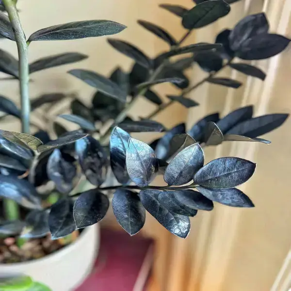 পত্রিকা